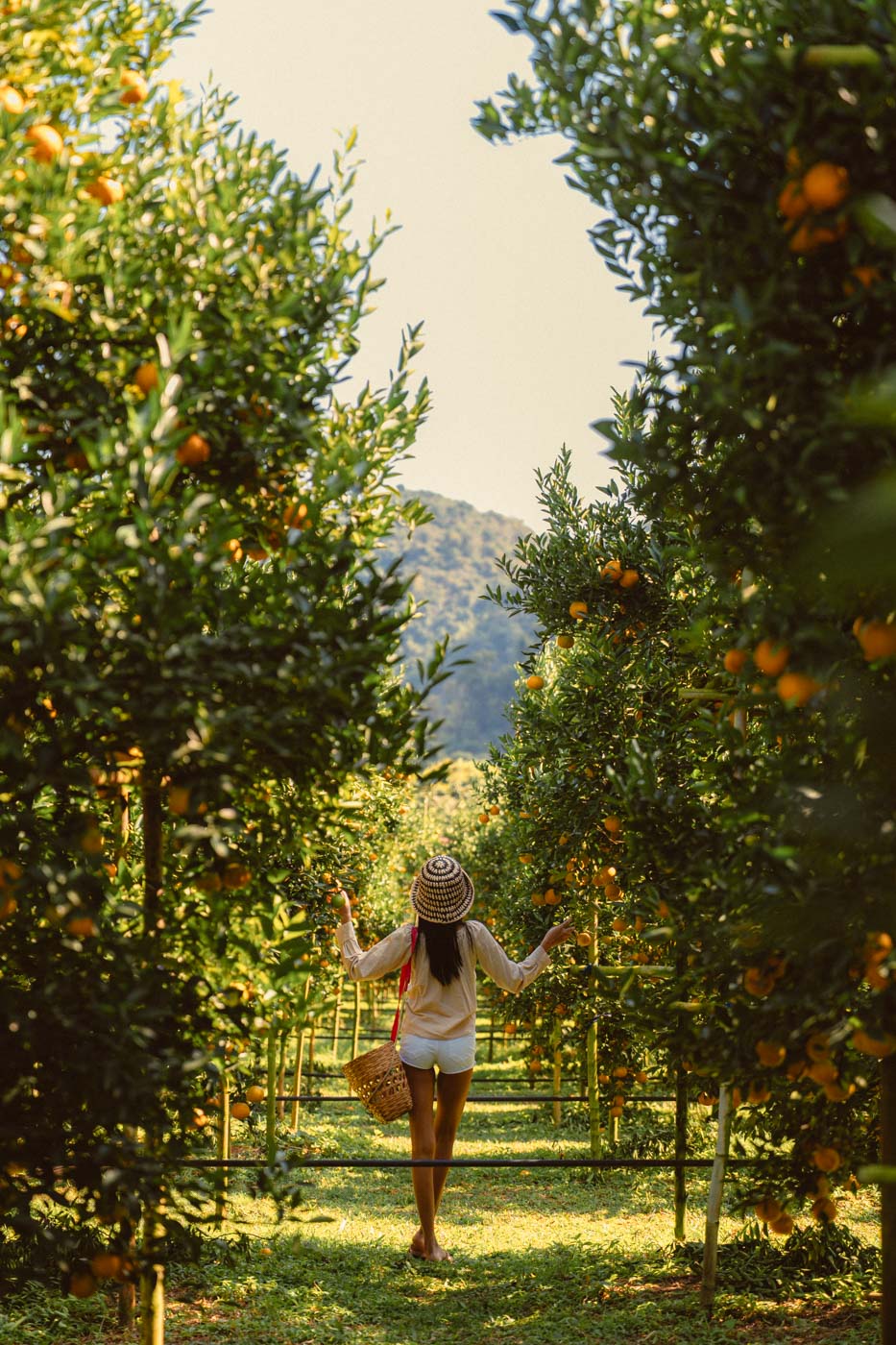 Akha PhamiO orange garden Chiang Rai photoshoot