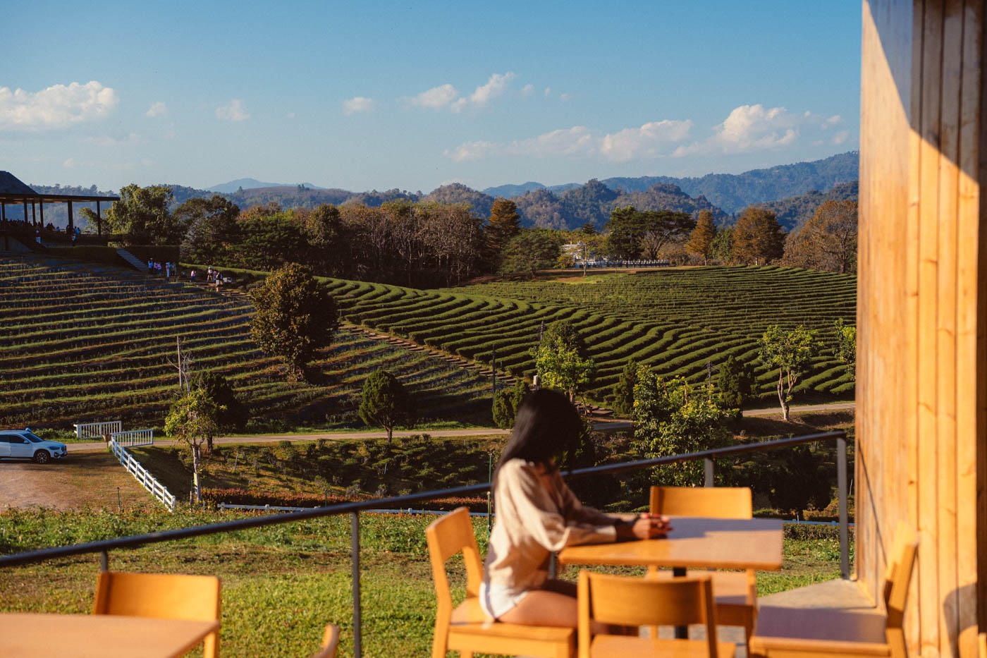 Choui Fong tea plantation Chiang Rai photographer