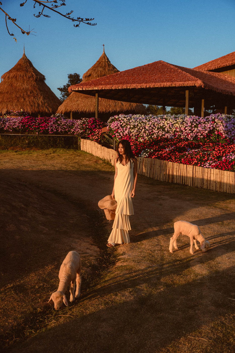 K Hmong Alpaca photoshoot