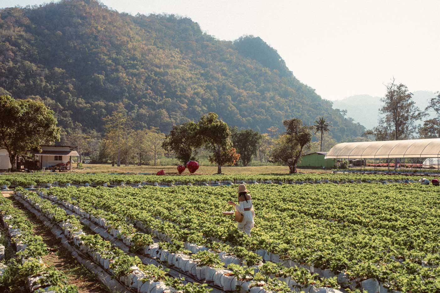 Strawberry Picking Khao Yai photoshoot