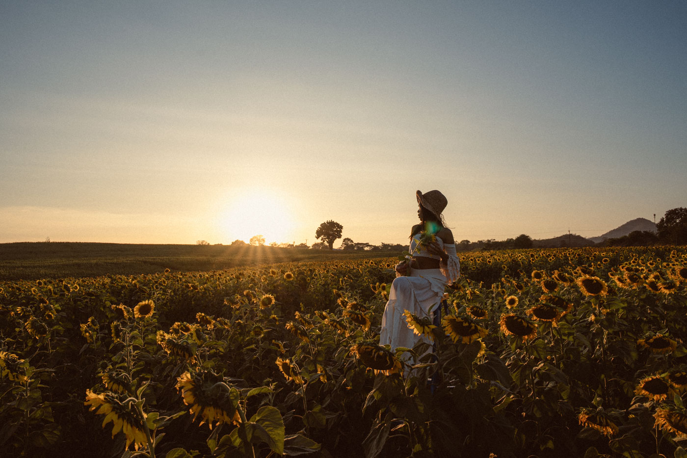 Sunflower Field Rai Manee Sorn photoshoot